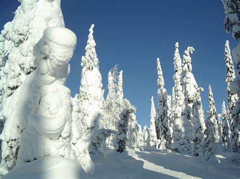 File:Snow-covered fir trees.jpg - Wikimedia Commons