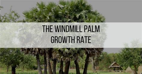 The Windmill Palm Growth Rate - The Gardener Info