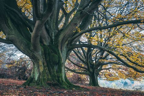 Forest of the giant beech trees on Behance