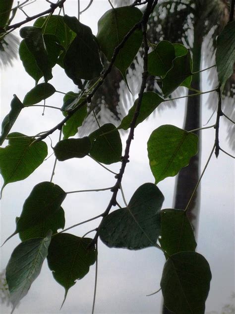 First rain clouds and drizzle Photograph by Pradeep Maheshwari | Fine ...