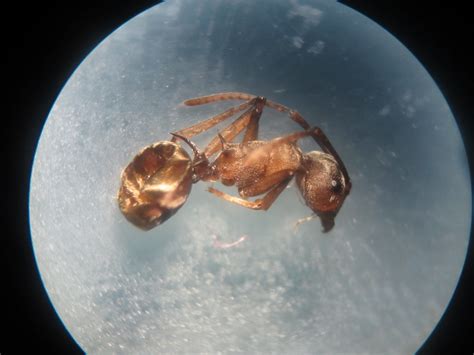 Can you help me to identify this ant species? | ResearchGate