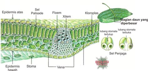 Gambar Organ Tumbuhan Dunia Biologi Daun Gambar Bagiannya di Rebanas ...