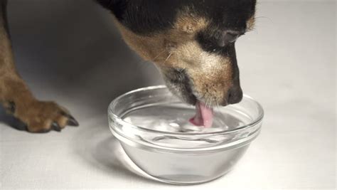 SLOW MOTION: Dog Drinking Water Stock Footage Video 3590459 - Shutterstock