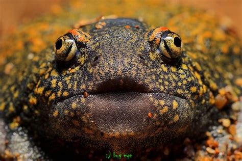 Truncate-snouted Burrowing Frog - Glyphoglossus molossus This... | Burrowing frog, Frog, Frog ...