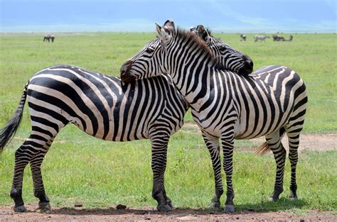 Tanzania | Zebra Love