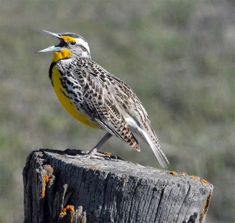 Western Meadowlark | State Symbols USA