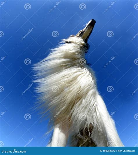 Fisheye Lens Upview Under a Borzoi Dog, Featuring the Dog`s Chest Mane ...