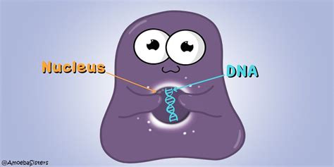 The nucleus. Kind of a big deal for an eukaryote. | Science humor ...