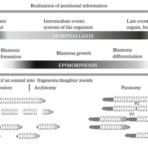 (PDF) Morphallaxis versus Epimorphosis? Cellular and Molecular Aspects ...