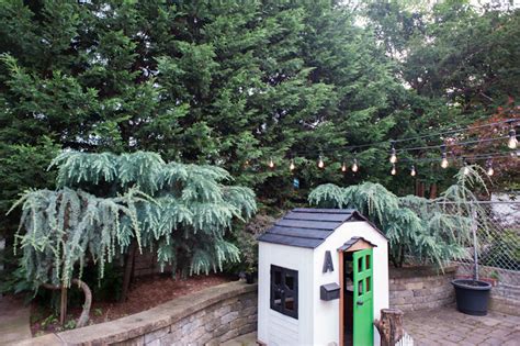 The BEST backyard trees for privacy | Brooklyn Limestone