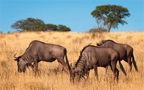 Namibia Nature & Wildlife – Holger Wagner