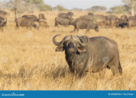 A Male Cape Buffalo with Herd, South Africa Stock Photo - Image of mammal, male: 34584956