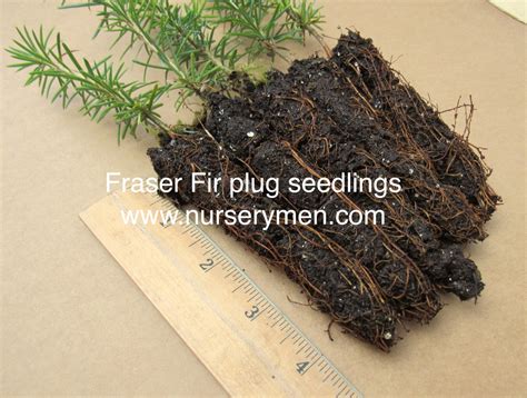 Fraser Fir Plug Seedlings - Evergreen Trees For Sale