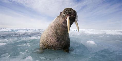 Walrus