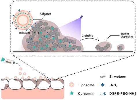 Frontiers | Functional liposome loaded curcumin for the treatment of ...