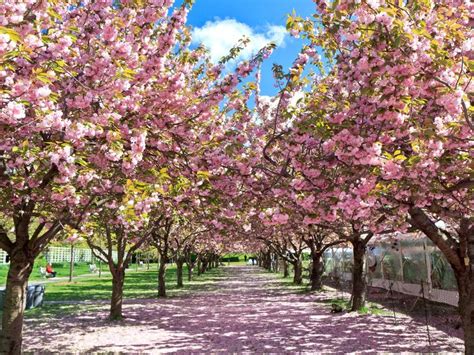 5 Places To See Cherry Blossoms In The U.S., Besides D.C. | HuffPost