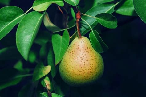 3+ Hundred Comice Pear Fruit Tree Royalty-Free Images, Stock Photos & Pictures | Shutterstock