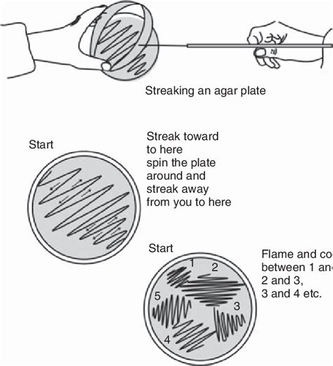 8. Streak plate method. | Download Scientific Diagram