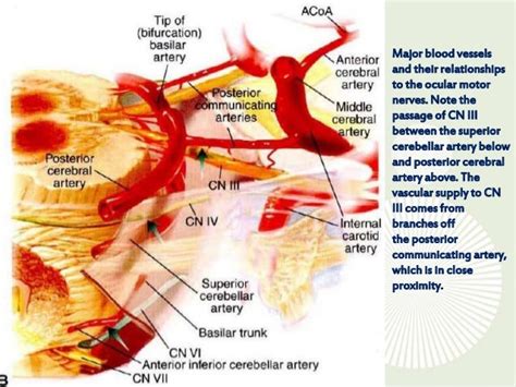 Anatomy of 3rd cranial nerve