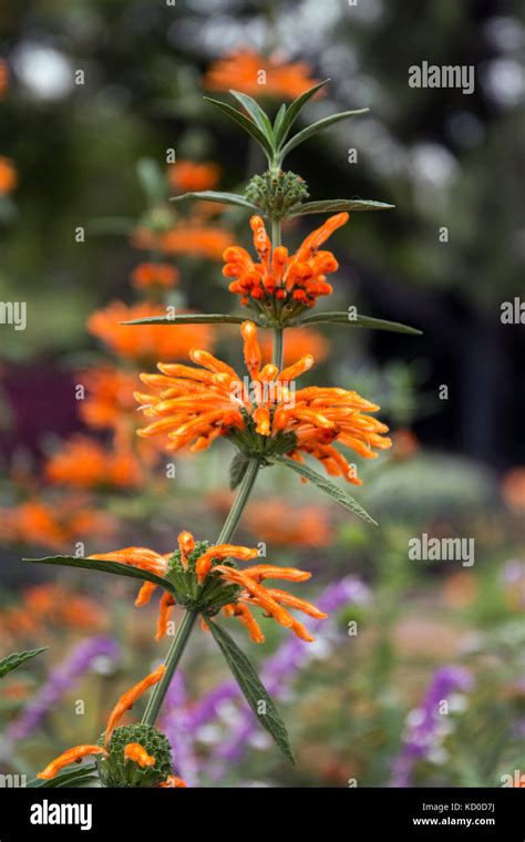 View of the Leonotis leonurus, also known as lion's tail and wild dagga ...