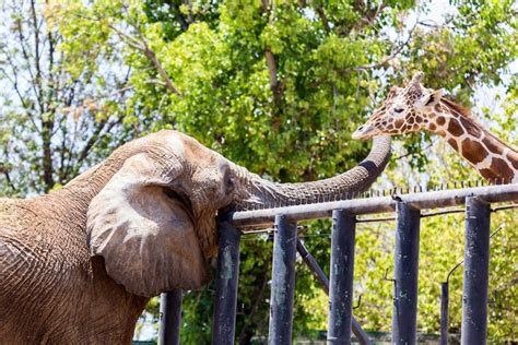 These 23 Unlikely Animal Friendships Will Melt Your Heart — Best Life