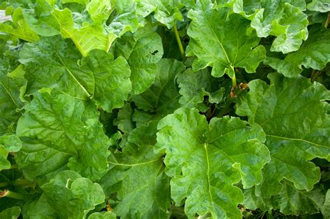 Rhubarb Plant Free Stock Photo - Public Domain Pictures