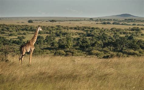 Kenyan Nature Reserve Photography – Fubiz Media