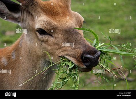 Young deer eating grass Stock Photo - Alamy