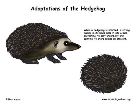 Adaptations of the Hedgehog