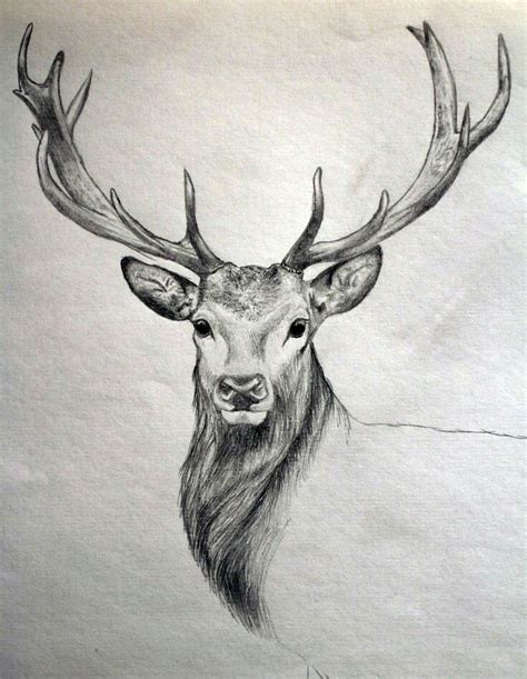 40 Free & Easy Animal Sketch Drawing Information & Ideas - Brighter ...