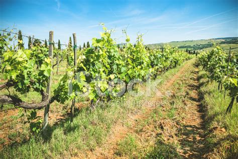 Vineyard Landscape In Tuscany Stock Photo | Royalty-Free | FreeImages