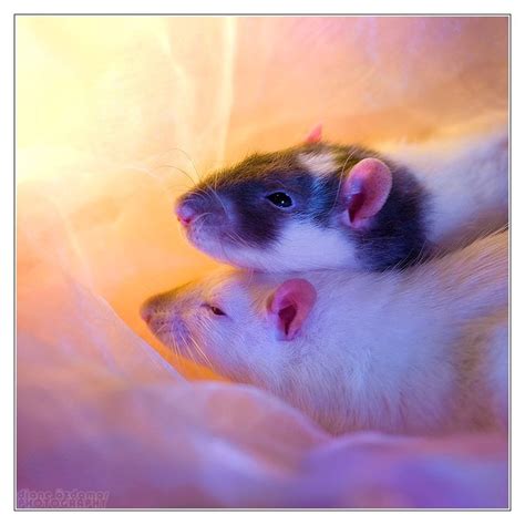 Pet Mice Colors