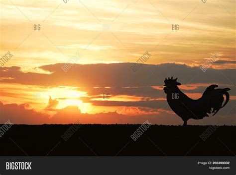 Silhouette Rooster Image & Photo (Free Trial) | Bigstock