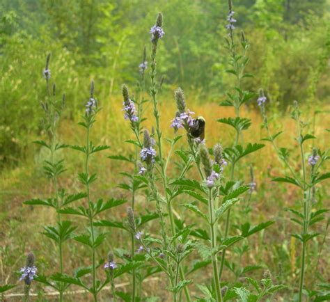 Blue Vervain Tincture – Bear Wallow Herbs