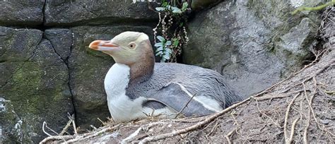 Protecting precious hoiho from a deadly disease | Auckland Zoo News