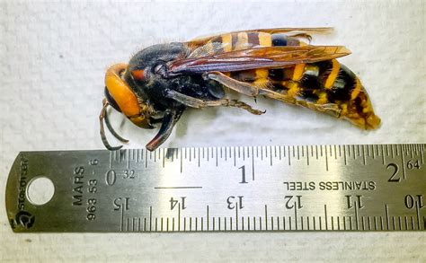 Giant cicada-killer wasps 'unusually active' in Northeastern US - Big World Tale