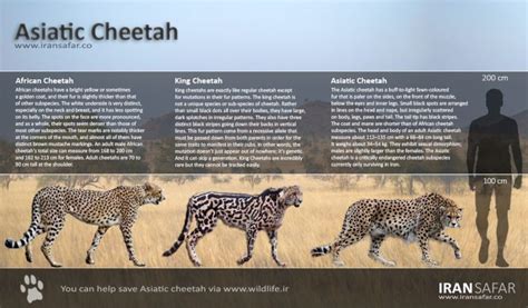 Asiatic Cheetah - Endangered Iranian Felid, Facts and Figures