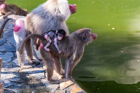 70+ Mating Baboons Stock Photos, Pictures & Royalty-Free Images - iStock