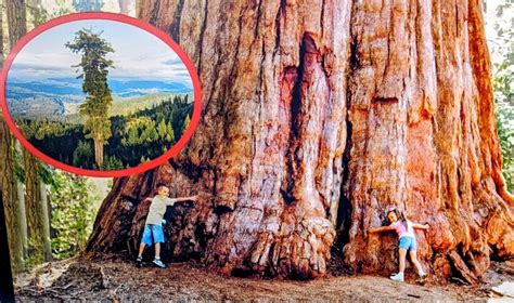 Visiting the world's largest tree in the U.S. could cost you jail time ...