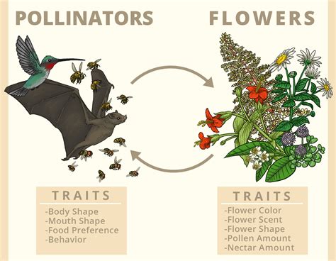 Why Flowering Plants Are So Diverse