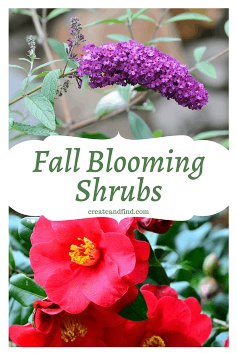 The Best Colorful and Fall Blooming Shrubs for Your Yard