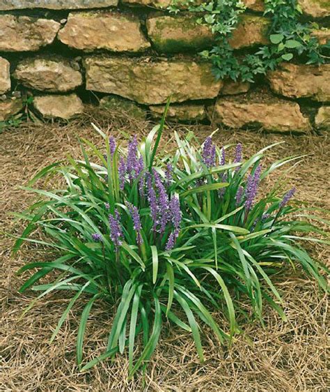 Beechwood Landscape Architecture and Construction: Royal Purple Lirope, Featured Plant of The Day