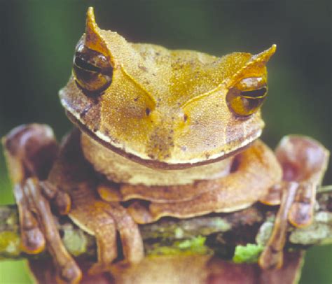 Adult Horned Marsupial Frog Gastrotheca cornuta. Photo by Brad Wilson ...