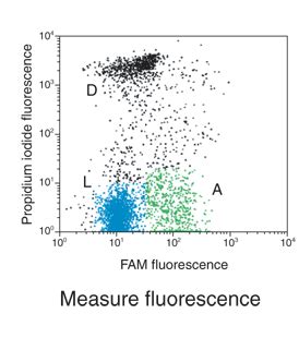 Caspase Assays for Flow Cytometry | Thermo Fisher Scientific - US