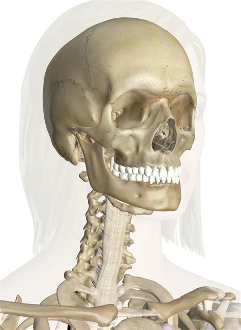 The Head and Neck Bones: Anatomy and 3D Illustrations