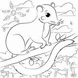 Printable Possum Coloring Page  Free Pages sketch template