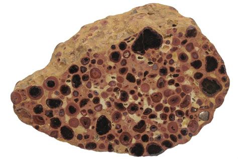 6.3" Polished Bauxite (Aluminum Ore) Section - Australia (#221463) For Sale - FossilEra.com