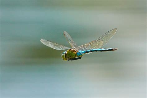 The Dragonfly - Spirit Animal and Totem | Mystic Elements | Dragonfly ...