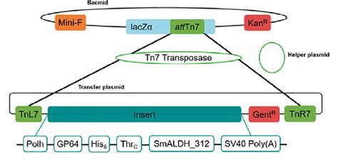 Integration of the BEVS expression vector into the baculovirus genome... | Download Scientific ...