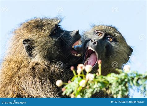 Two Monkeys Fighting In The Sand Royalty-Free Stock Photo | CartoonDealer.com #83719713